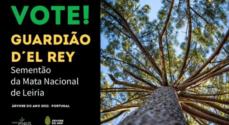 arvore_ano_LINKD_POST_1