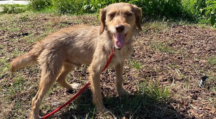 Dia Mundial do Animal_Cão Chocolate