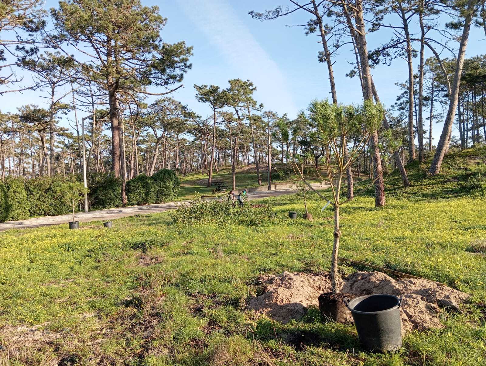 plantacao_pinheiros_mansos_2025_2