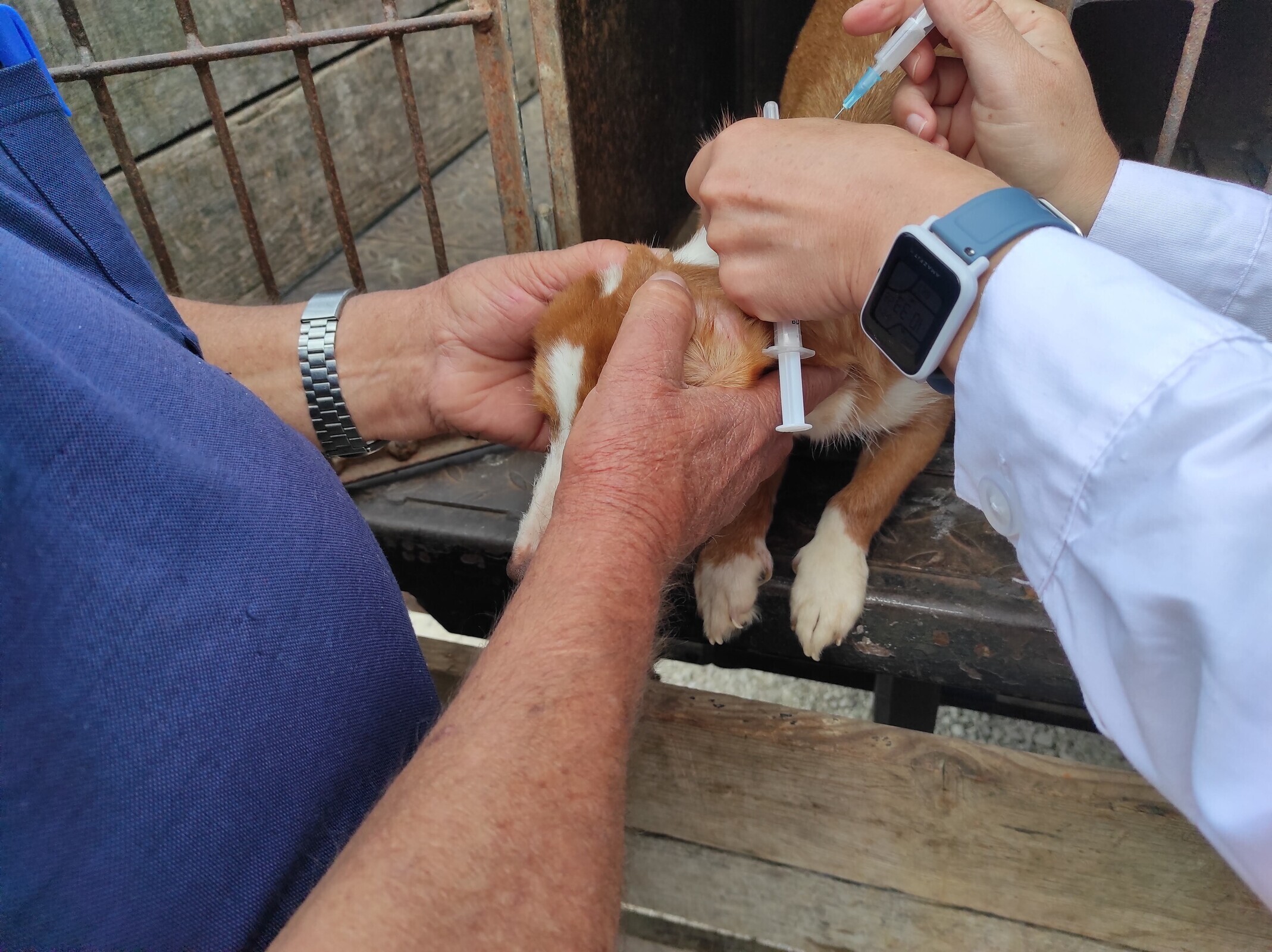 campanha_de_vacinacao_antirrabica_de_canideos