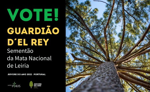 arvore_ano_LINKD_POST_1