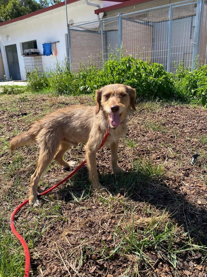 Dia Mundial do Animal_Cão Chocolate