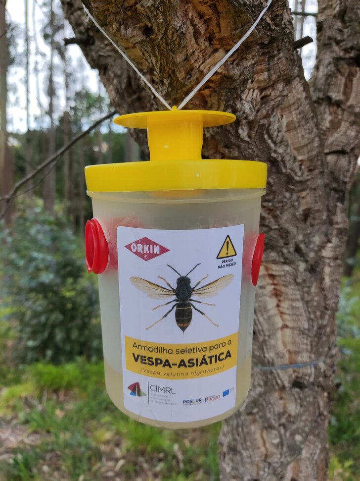 ArmadilhasVespaAsiatica_2024 (1)